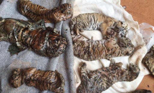 Fant 40 døde tigerunger i tempelfryser i Thailand