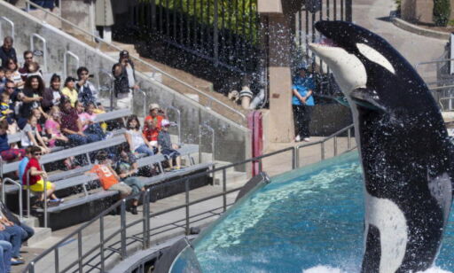 Seaworld slutter med spekkhoggere i fangenskap