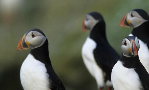 Nødrop for truet natur
