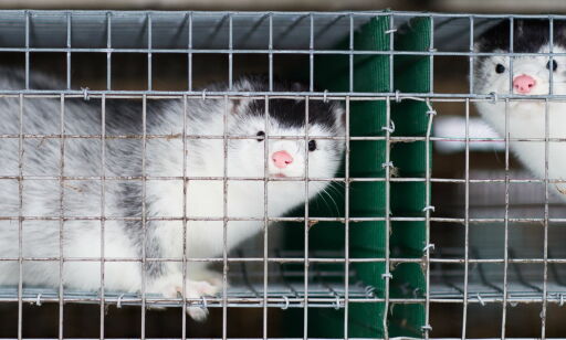 Stortinget svikter pelsdyrene