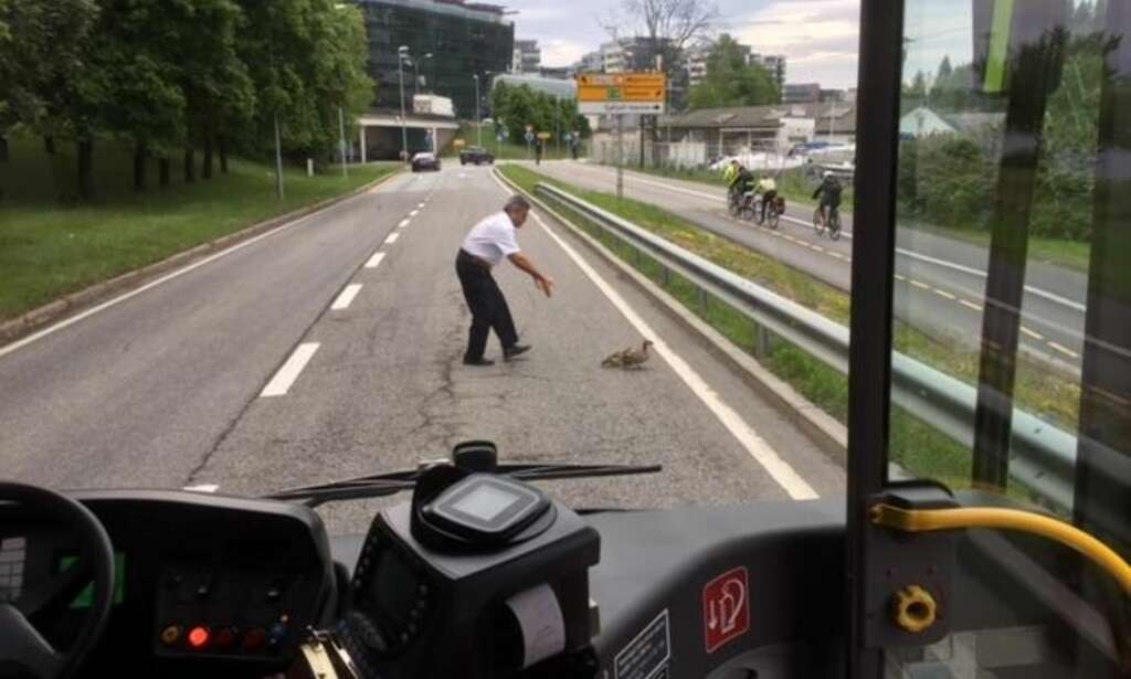 Her redder bussjåføren andefamilien i morgenrushet