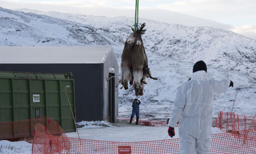 To nye tilfeller av skrantesyke i Nordfjella