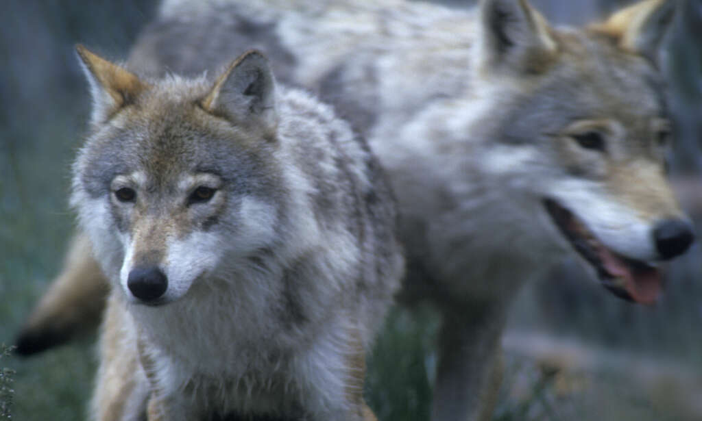 Regjeringen foreslår økt adgang til felling av ulv